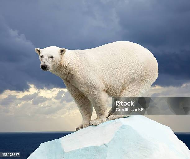 Photo libre de droit de Ours Polaire banque d'images et plus d'images libres de droit de Ours polaire - Ours polaire, Arctique, Ours