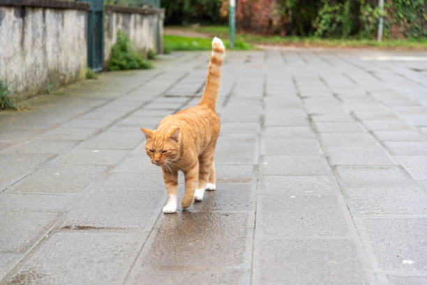 istock Cat walking on Murano Island, District of Venice 1354736814