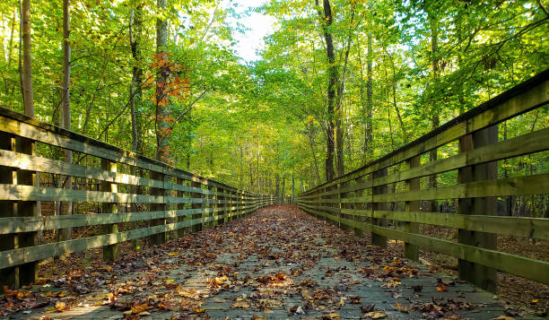 Leaf covered wooden boardwalk running though the forest in a park stock photo