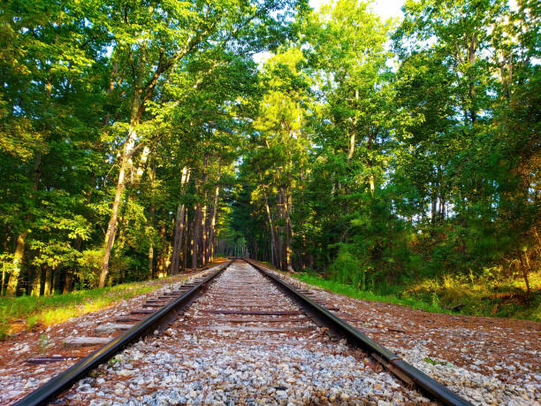 Railroad tracks leading into heavy forested area in the late morning stock photo
