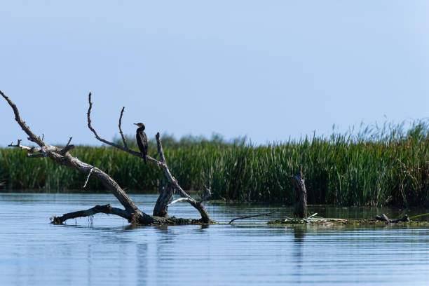 istock Black great cormorant (Phalacrocorax carbo) on a branch 1354740185