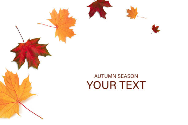 istock autumn leaves on white background. 1354740516