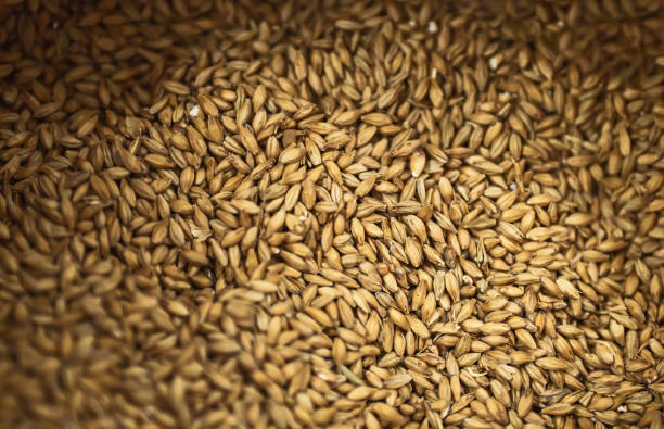 Barley malt grains for beer. stock photo