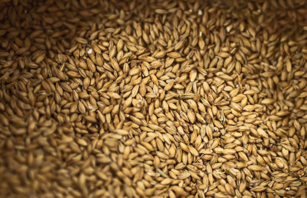 ziarna słodu jęczmienniowego do piwa. - brewery beer barley cereal plant zdjęcia i obrazy z banku zdjęć