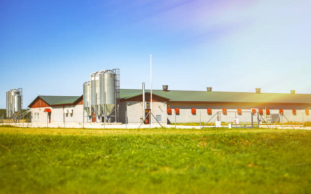 allevamento di polli da carne in campagna. - industry chicken agriculture poultry foto e immagini stock