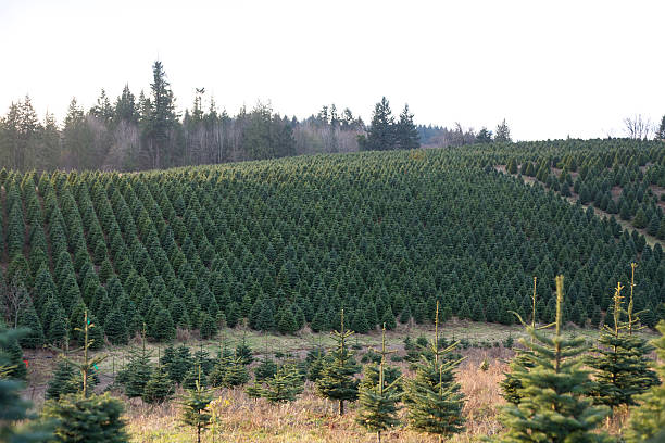 istock Vibrant Green Hillside Covered with Christmas Trees 135474357