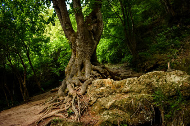 schönheit der natur und ihre majestät - waterfall water nature zen like stock-fotos und bilder