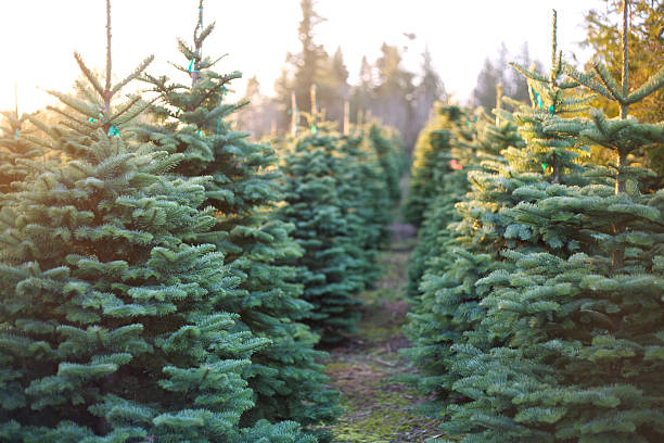 Row of Beautiful and Vibrant Christmas Trees A row of beautiful and vibrantly green christmas trees with the sun beating down on them on a cold winter evening. tree farm stock pictures, royalty-free photos & images