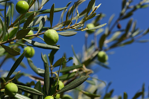 Olive branches in autumn with green leaves and green olives on them, outdoors against a blue sky