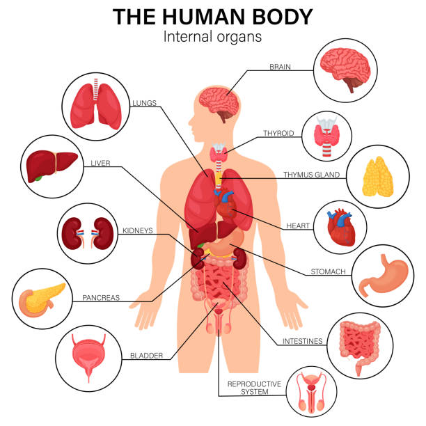 istock Human body internal organs diagram flat infographic poster with icons image names location and definitions vector illustration. Heart and brain, liver and kidneys. Thymus gland and reproductive system 1354745424