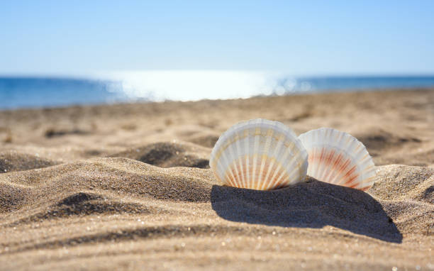 istock Two large white seashells on the beach on a sunny day. 1354746002