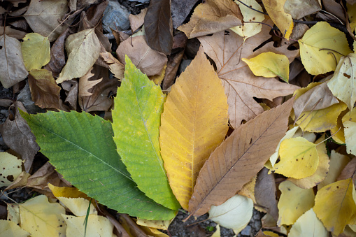 Leaf transition, leaves of four seasons