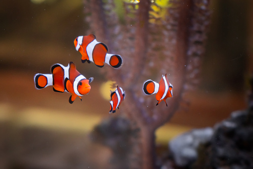 Five clown fishes in aquarium with corral on the background.