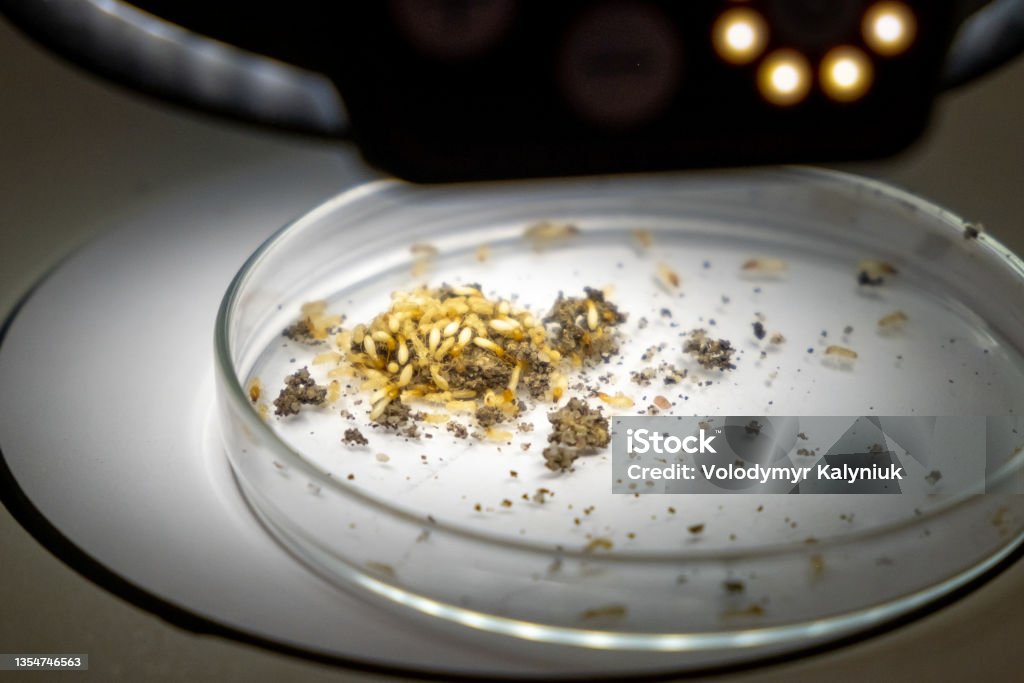 A colony of beetles on a petri dish for examination under Leica microscope, November 2021, San Francisco, USA A colony of beetles on a petri dish for examination under Leica microscope, November 2021, San Francisco, USA. Insect Stock Photo