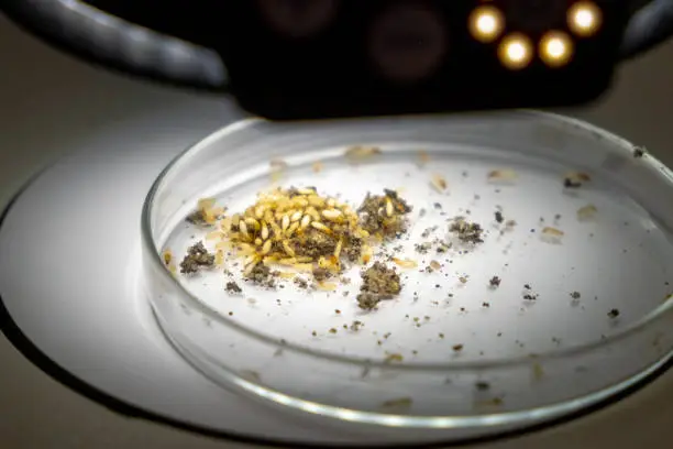 A colony of beetles on a petri dish for examination under Leica microscope, November 2021, San Francisco, USA.