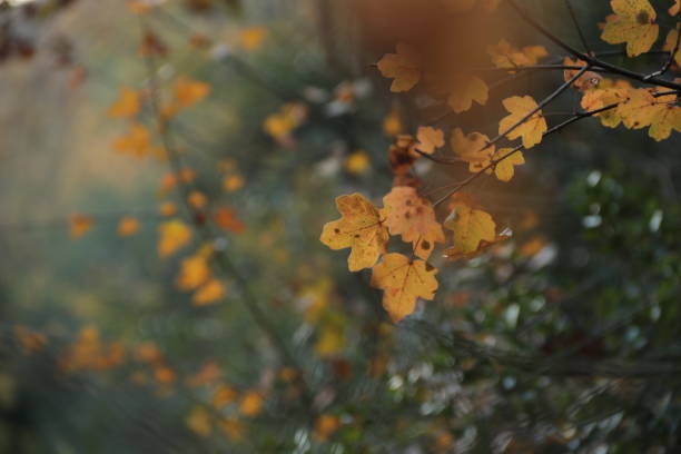 istock autumn season and yellowing trees 1354749362