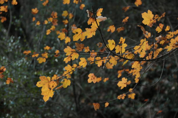 istock autumn season and yellowing trees 1354749425