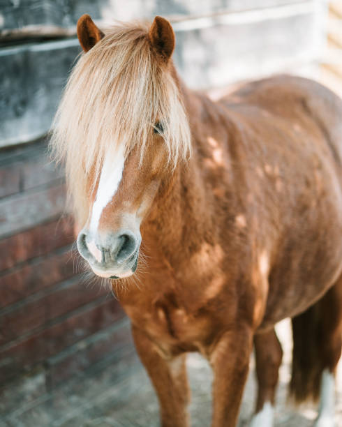 istock Horse in the stable from the front 1354751976