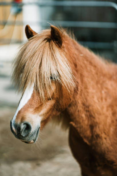 istock Horse in the horse stable in front head 1354751985