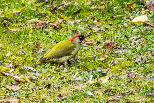 istock Green woodpecker on grass 1354752070