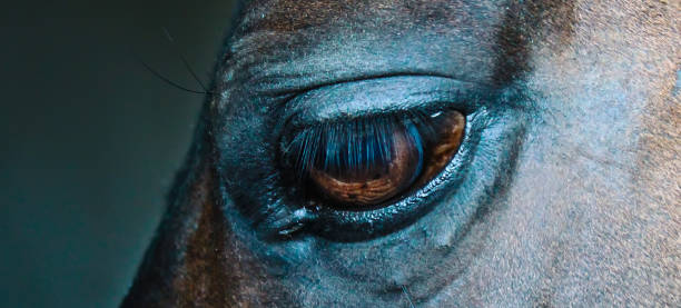 Eye of a horse on a dark background