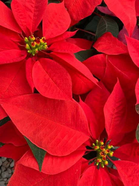 istock Traditional Christmas Flowers 1354752853