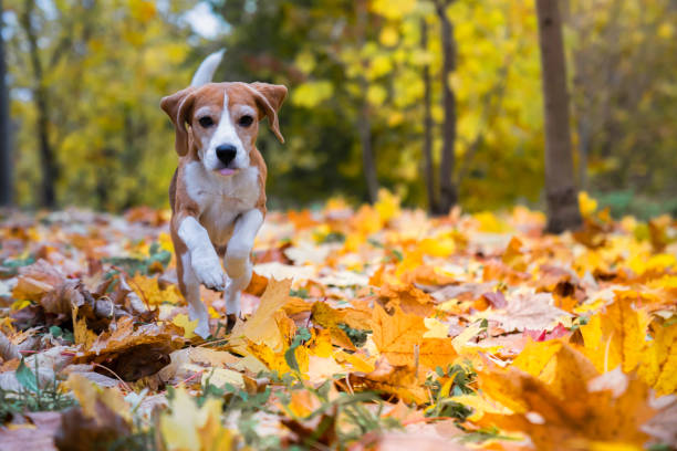 istock Dog outdoor 1354753138