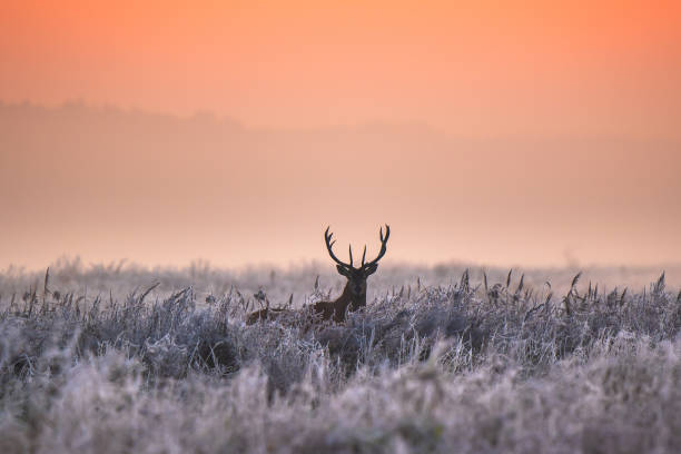 istock Winter morning with deer 1354753142