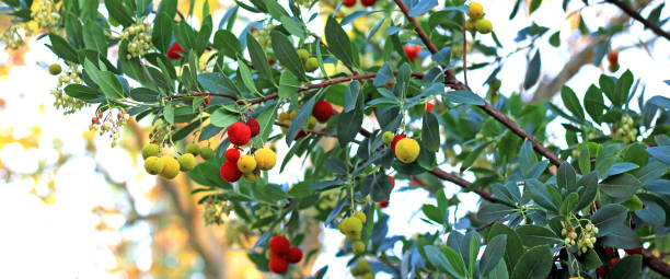 과일이 매달려있는 귀족의 나무 - madrona tree 뉴스 사진 이미지