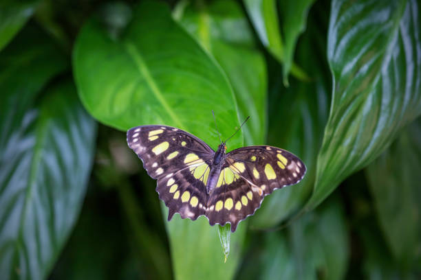 istock Beautiful Malachite Butterfly (Metamorpha stelenes) with open wings. 1354755558