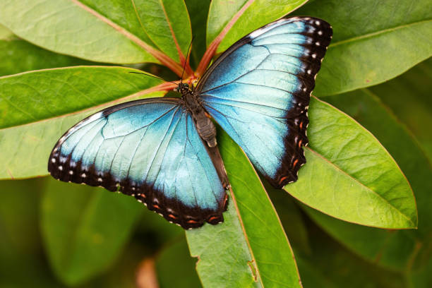 istock The Peleides blue morpho butterfly 1354755574