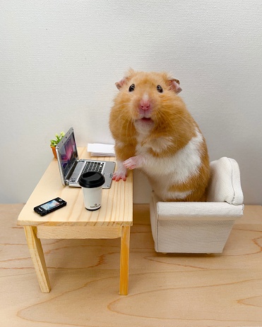Golden hamster working at a desk in the office