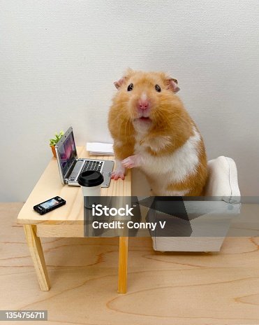 9,673 Hamster Funny Stock Photos, Pictures & Royalty-Free Images - iStock |  Hamster wheel, Bunny funny, Monkey