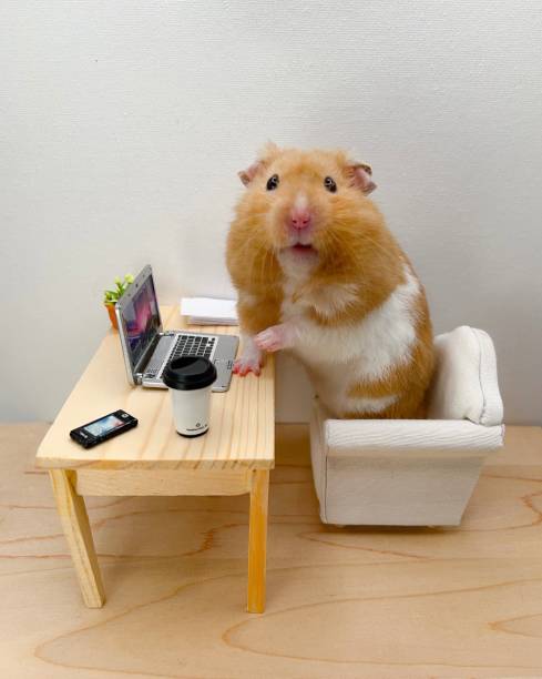 9,673 Hamster Funny Stock Photos, Pictures & Royalty-Free Images - iStock |  Hamster wheel, Bunny funny, Monkey