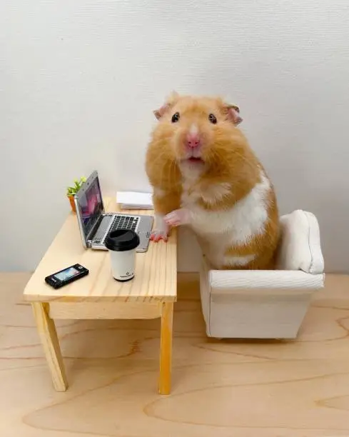 Photo of Cute Syrian Hamster Working on the Computer