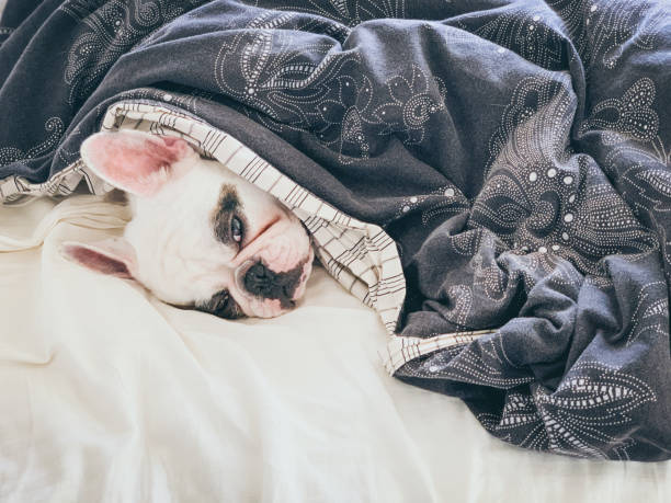 istock Frenchie dog sleeping on bed under duvet 1354757753