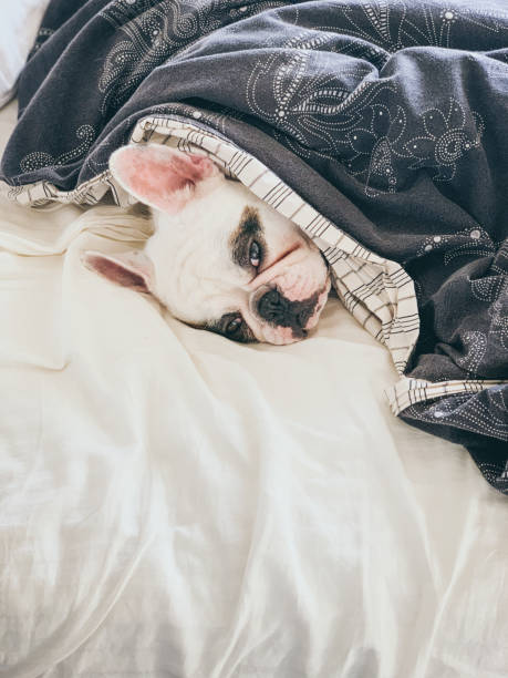 istock Frenchie dog sleeping on bed under duvet 1354757754