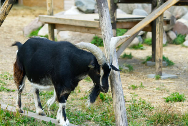 istock Black Goat scratches himself 1354760580