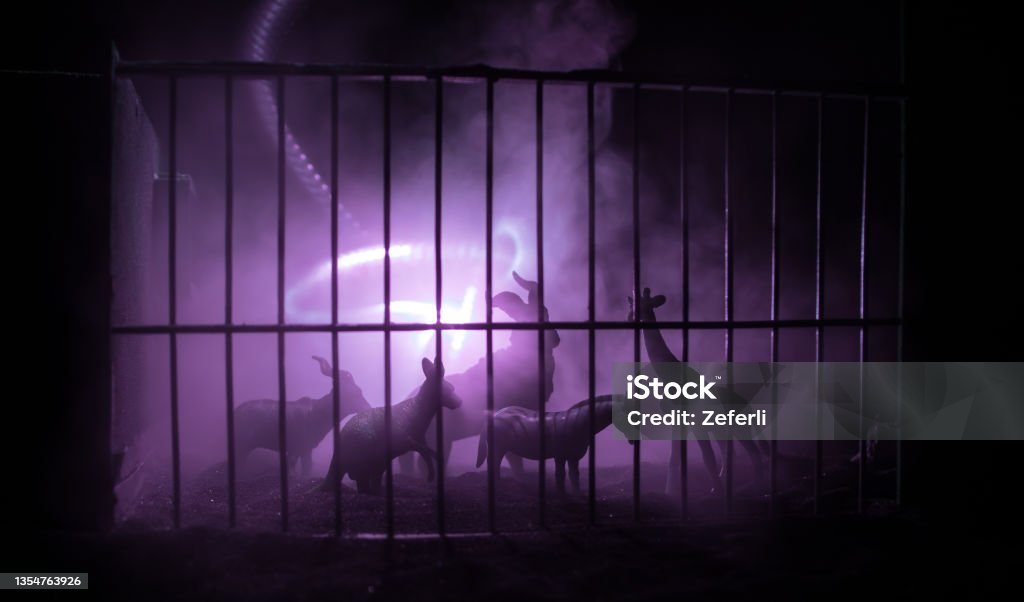 A group of animals are grouped together on a black background with glowing white rays. Animals range from an elephant, zebra, bear and rhino. Use it for a zoo or friends concept. A group of animals inside a cage miniature. Wild animals in the zoo concept. Burning colorful background. Selective focus. Animals In Captivity Stock Photo