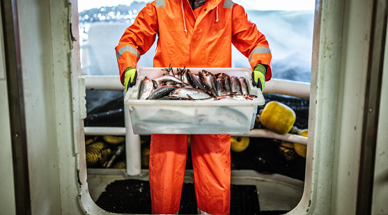Fishing industry: Fisherman carrying a box of fresh fish