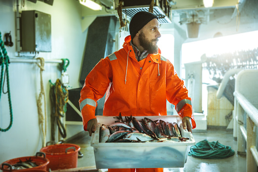 Fishing industry: Fisherman in a orange raincoat carrying a box of fresh fish, on a trawler