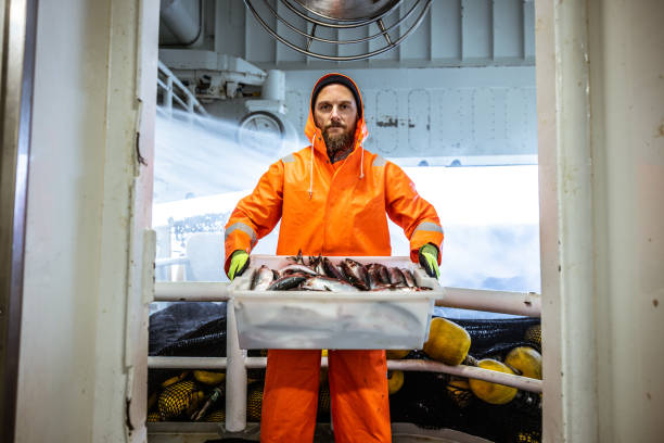 istock Fisherman with fresh fish box on a trawler 1354764590