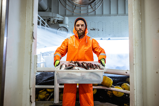 Fisherman with fresh fish on the fishing boat deck, wearing a typical orange raincoat