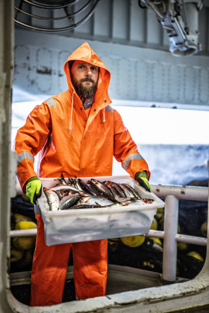 istock Fisherman with fresh fish box on a trawler 1354764726