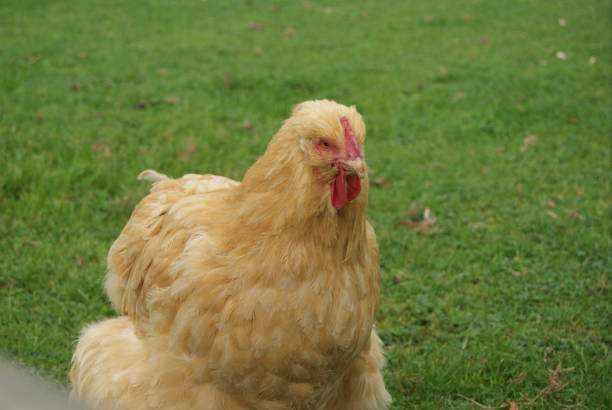 istock A Brown hen with a red beak 1354765690