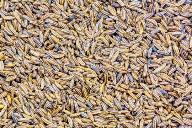 sfondo caraway seeds full frame - caraway foto e immagini stock