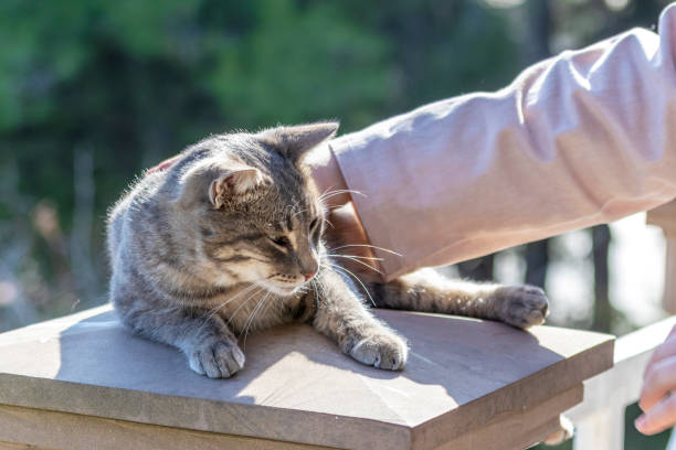 istock Woman's hand strokes cat lying on stone lid of pillar 1354769321