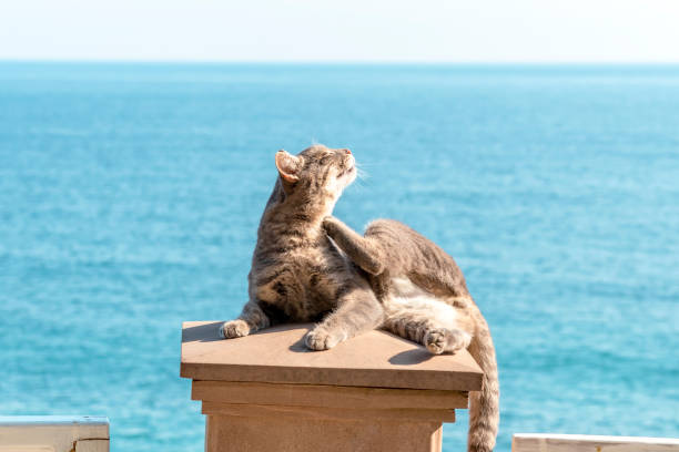 Puss is lying on lid of stone pillar and scratching his neck with his hind paw. Topic - serenity, insouciance, tranquility - everything that we love cats for.