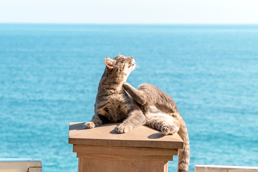 Puss is lying on lid of stone pillar and scratching his neck with his hind paw. Topic - serenity, insouciance, tranquility - everything that we love cats for.