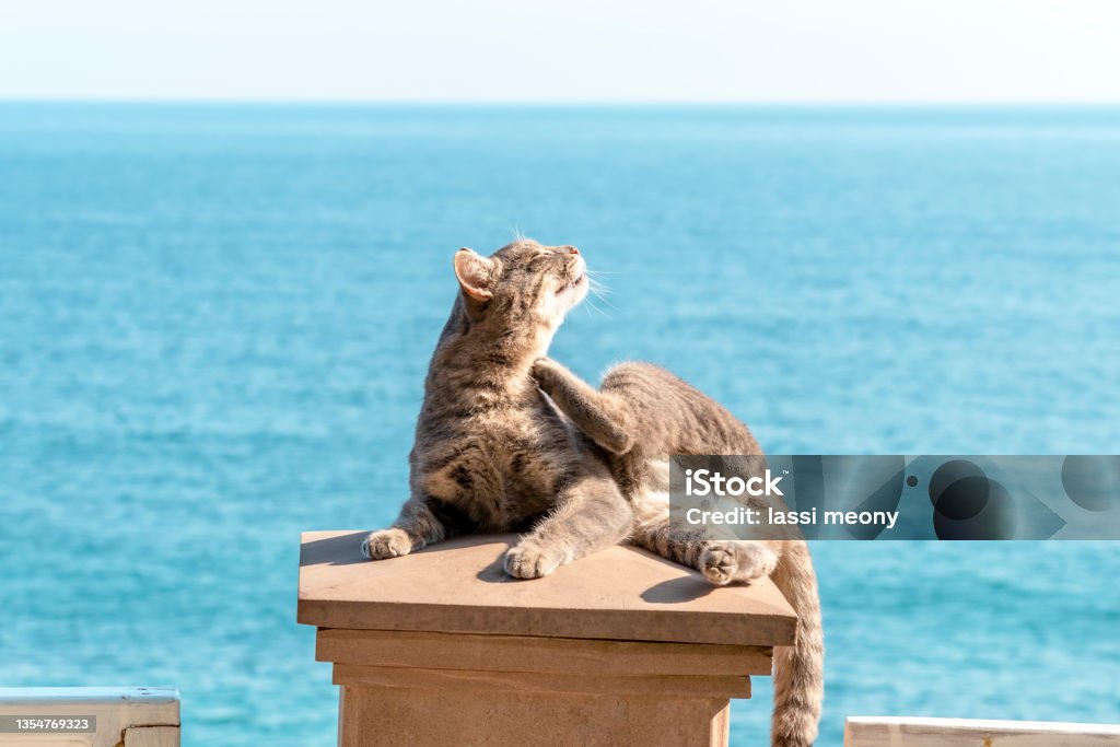 Cat is lying on background of sea. Puss is lying on lid of stone pillar and scratching his neck with his hind paw. Topic - serenity, insouciance, tranquility - everything that we love cats for. Domestic Cat Stock Photo